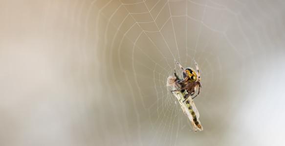 spider trapping an inset in its web 