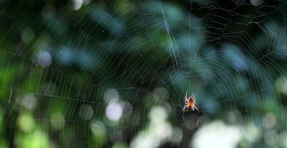 Small spider on web
