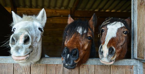 Horses Smiling