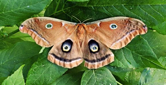 moth native to Alberta on green leaves