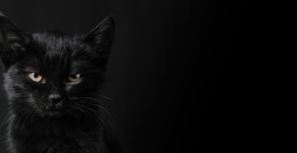 black Cat Halloween