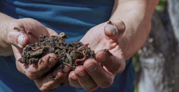 hands-holding-worms-with-soil-farmer-showing-group-earthworms-his-hands-production