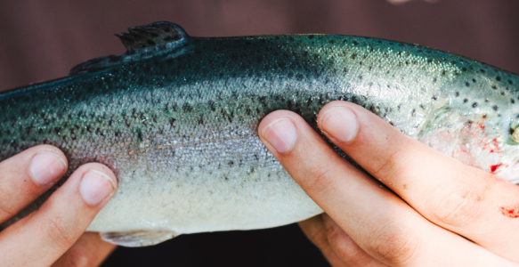  Close-up of man's hand holding caught fish