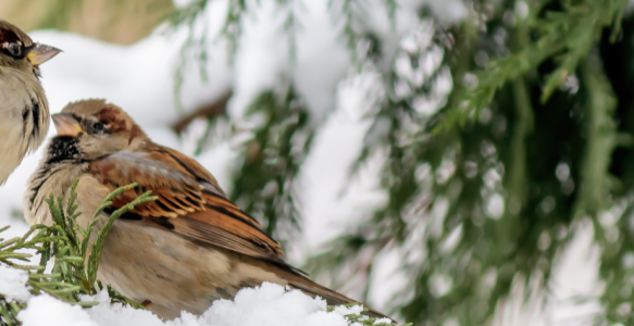 Two birds stand on the branches of a snowy pine tree