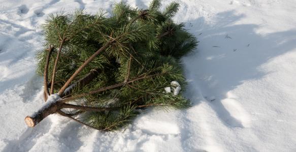 pine christmas tree lying on ground in snow