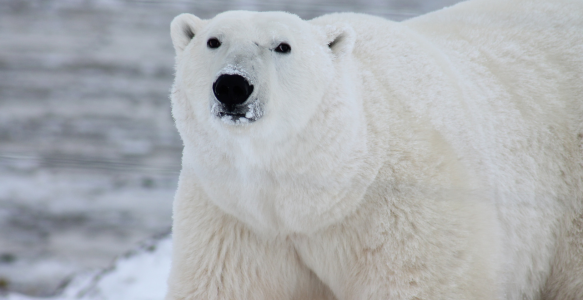 A close up of a polar bear