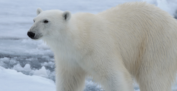 a close up of a polar bear