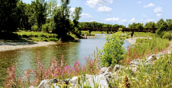 Sheep River with bridge in background and flowers and trees along shore during summer time