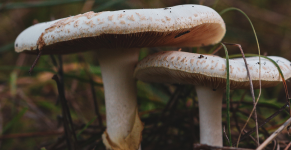 A close up of mushrooms