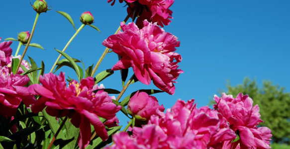 A pink flower close up