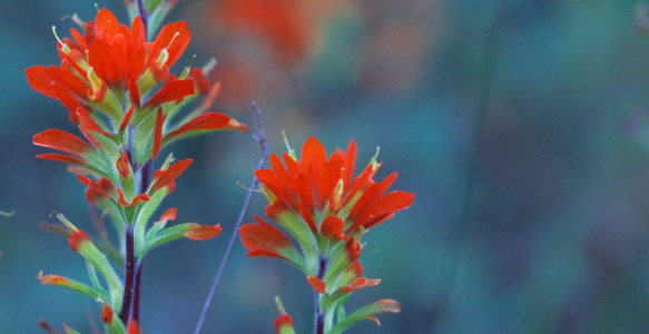 a close up of the castella flower