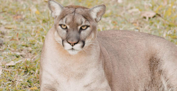a cougar rests in a field