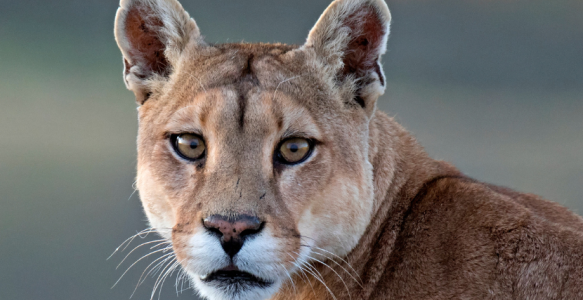 cougar close up 