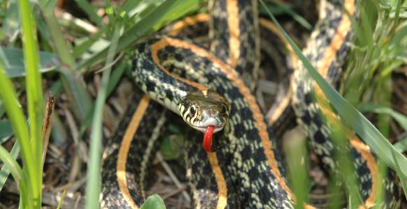 Plains Garter Snake