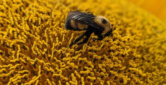 close up bumble bee on a flower 