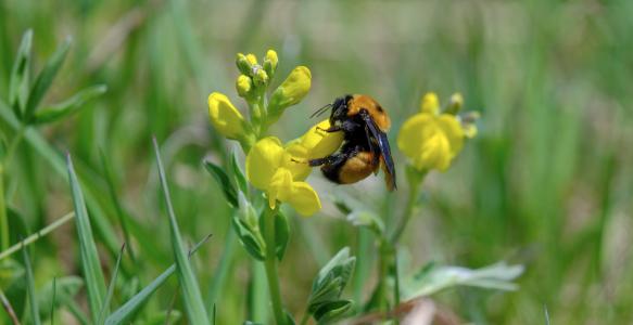 Bumble bee on a flower
