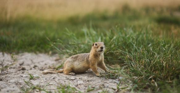 Ground Squirrel