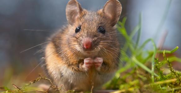 Wild deer mouse in grass