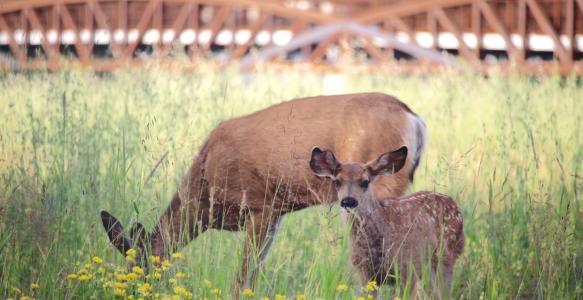 Mom and baby deer with bridge