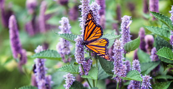 Monarch butterfly pollinating lavendar