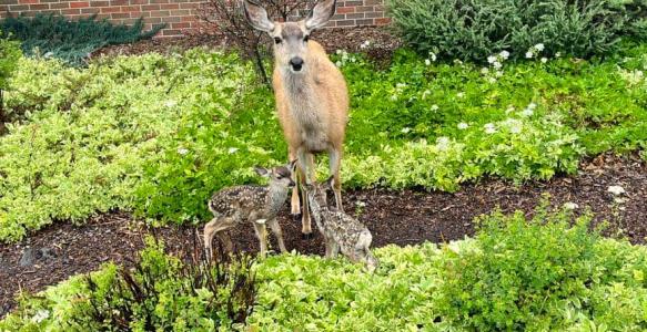  fawns with mamma doe deer standing in green foiliage