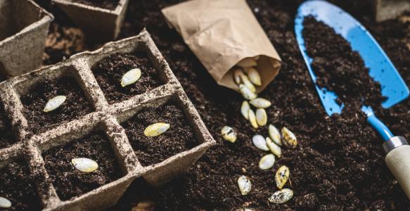 Home garden seeds