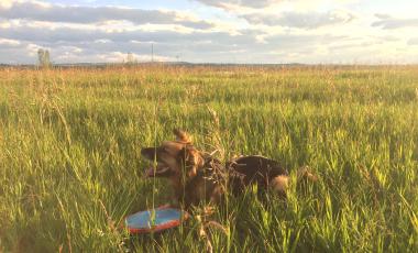 Dog laying in grass at off leash dog park on a summer day