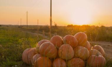pumpkins sitting in rural field at sunset