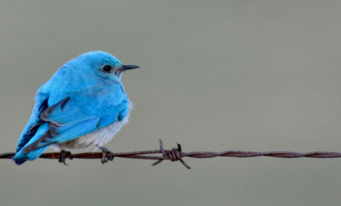 Bird on a wire - photo credit Alan Fraser (web banner)