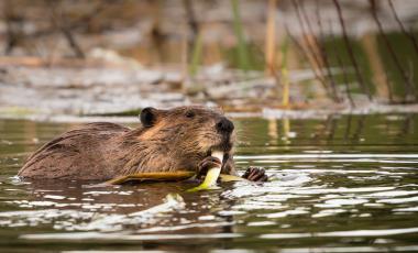 Beaver swimming and eating in wetlands water