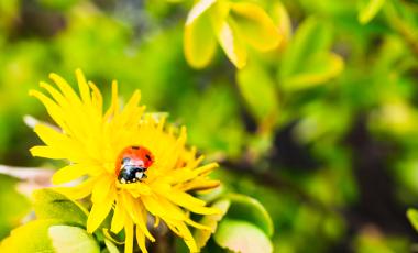 loseup-shot-tiny-ladybug-beautiful-yellow-flower