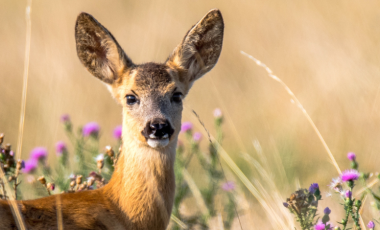 deer in field with purple flowers