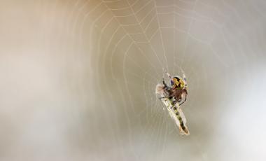 spider trapping an inset in its web 