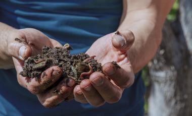 hands-holding-worms-with-soil-farmer-showing-group-earthworms-his-hands-production