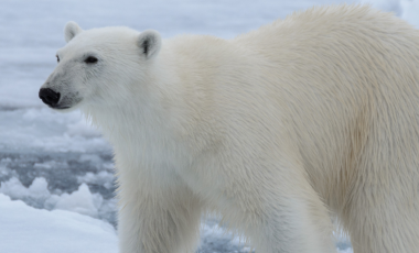 a close up of a polar bear