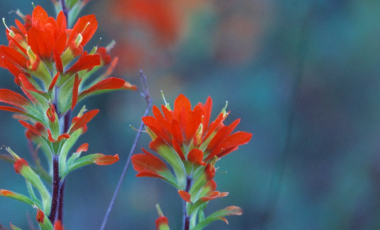 a close up of the castella flower