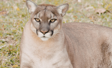 a cougar rests in a field