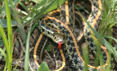 Plains Garter Snake