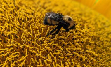 close up bumble bee on a flower 