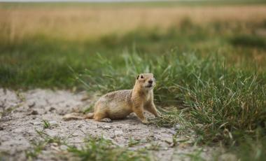 Ground Squirrel