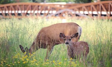 Mom and baby deer with bridge