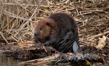 beaver eating by the river