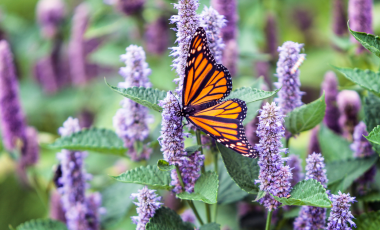 Monarch butterfly pollinating lavendar