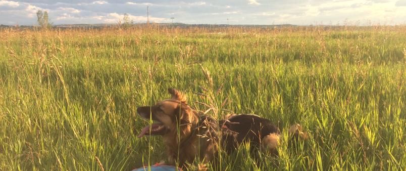 Dog laying in grass at off leash dog park on a summer day