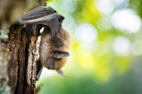 Bat hanging upside down on tree, photo courtesy of Alberta Community Bat Program
