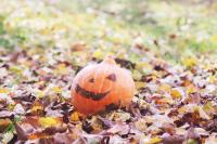 smiling halloween pumpkin sitting in autumn leaves
