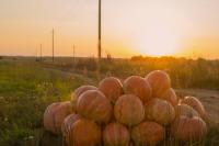 pumpkins sitting in rural field at sunset