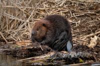 beaver