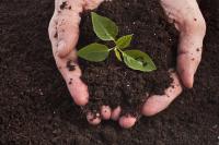compost