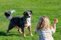 Child playing fetch with dog